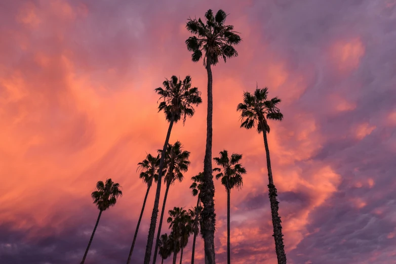 palm trees at sunset in front of a cloudy sky