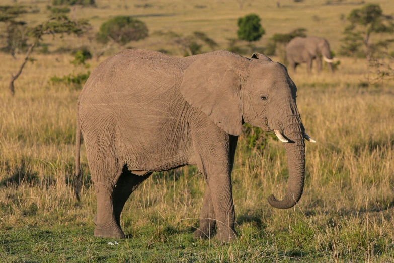 a single elephant stands in a grass field