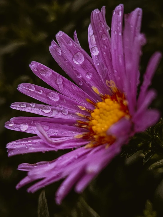 the water droplets are reflecting off of the petals