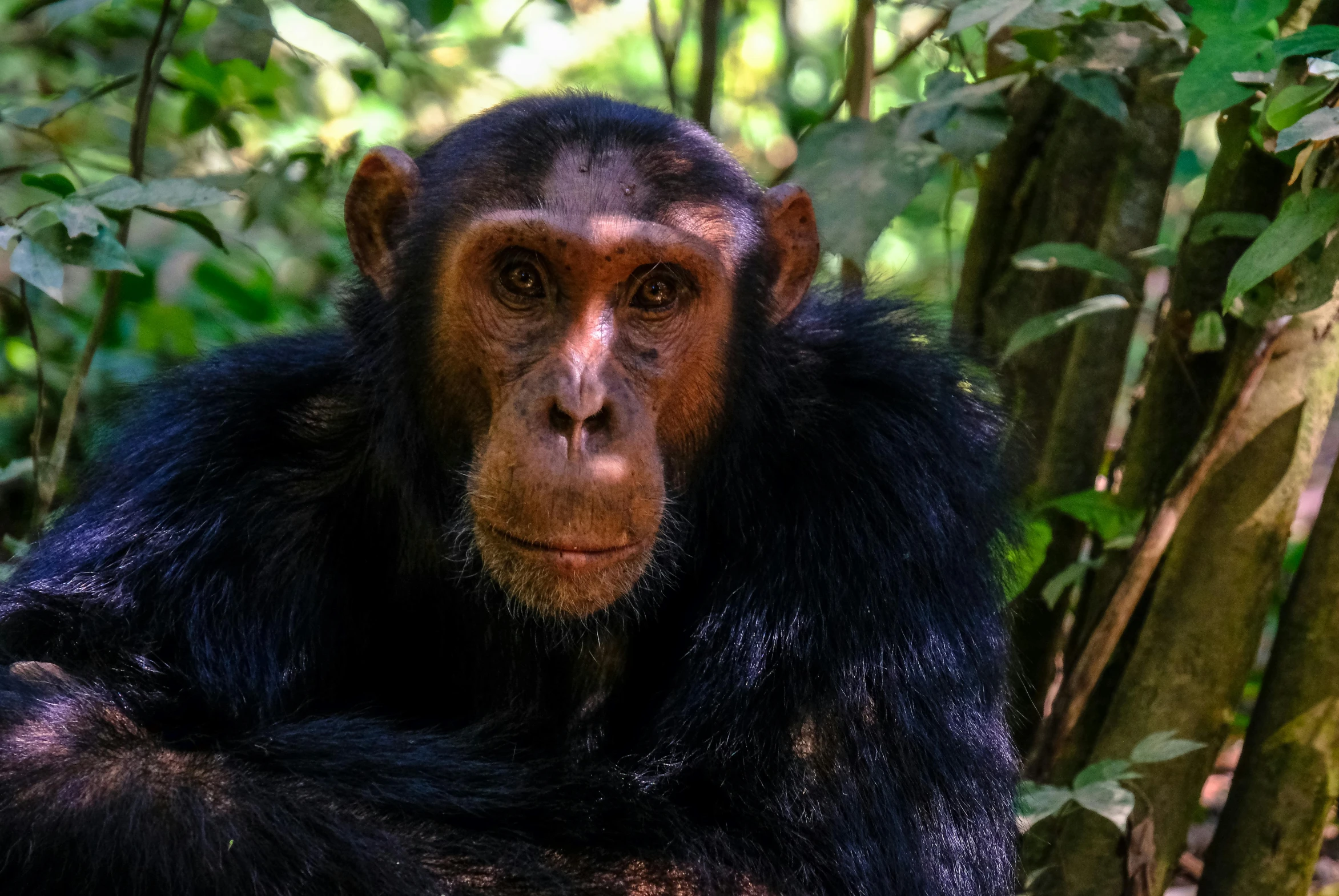 a black and brown monkey sits in the middle of some trees