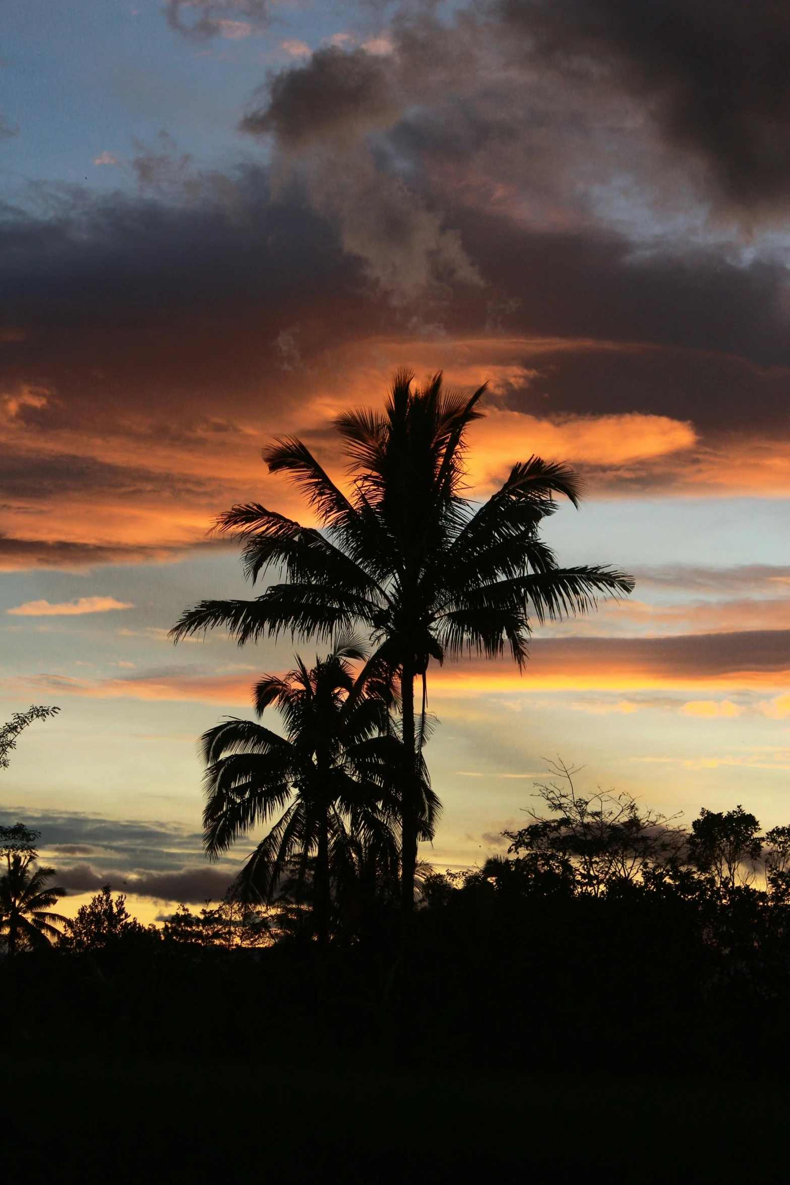 sunset with dark clouds and the silhouette of a palm tree