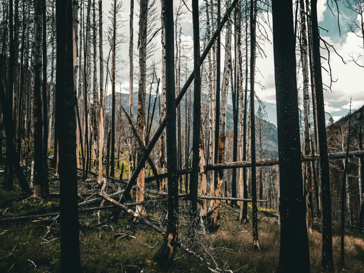 trees without leaves stand next to each other in a forest