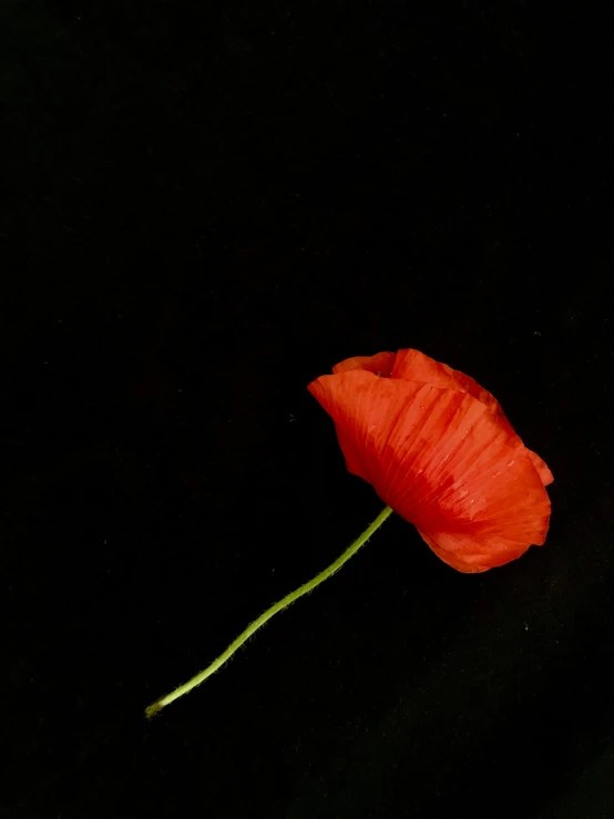 a red flower that has been cut in half