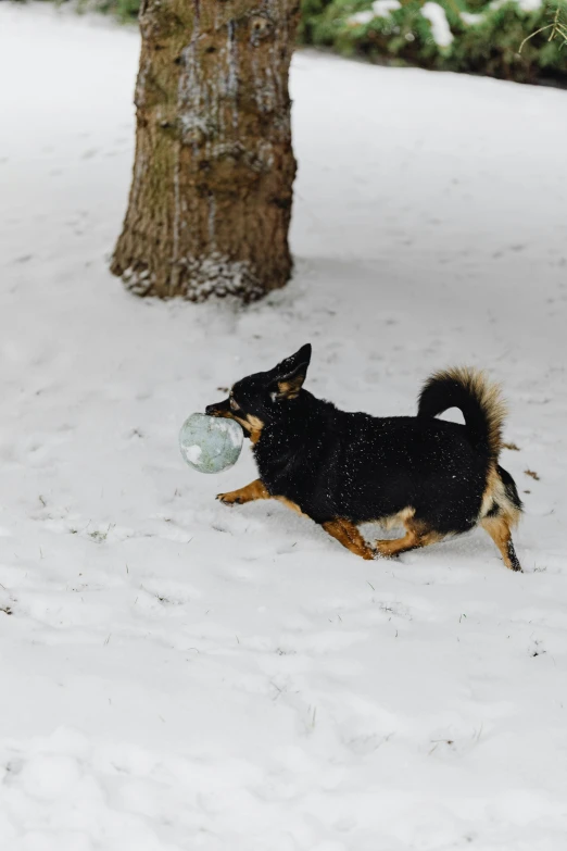 a dog carrying a frisbee in its mouth as it runs through the snow