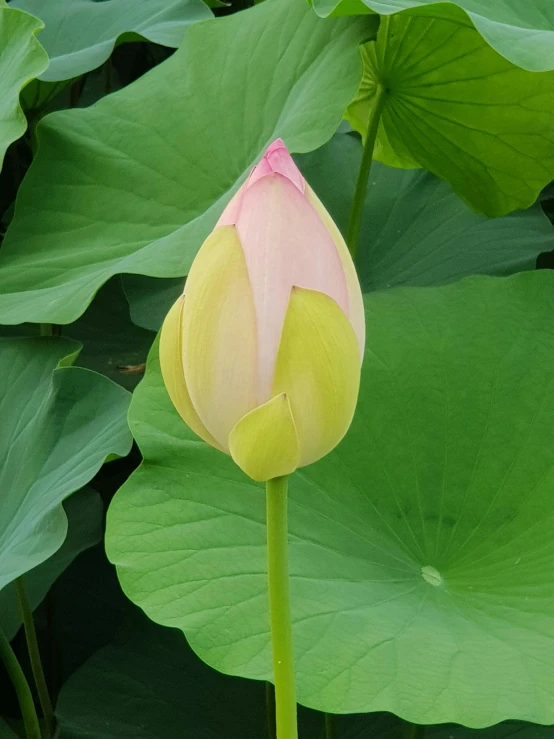 a flower is growing in the middle of many large flowers