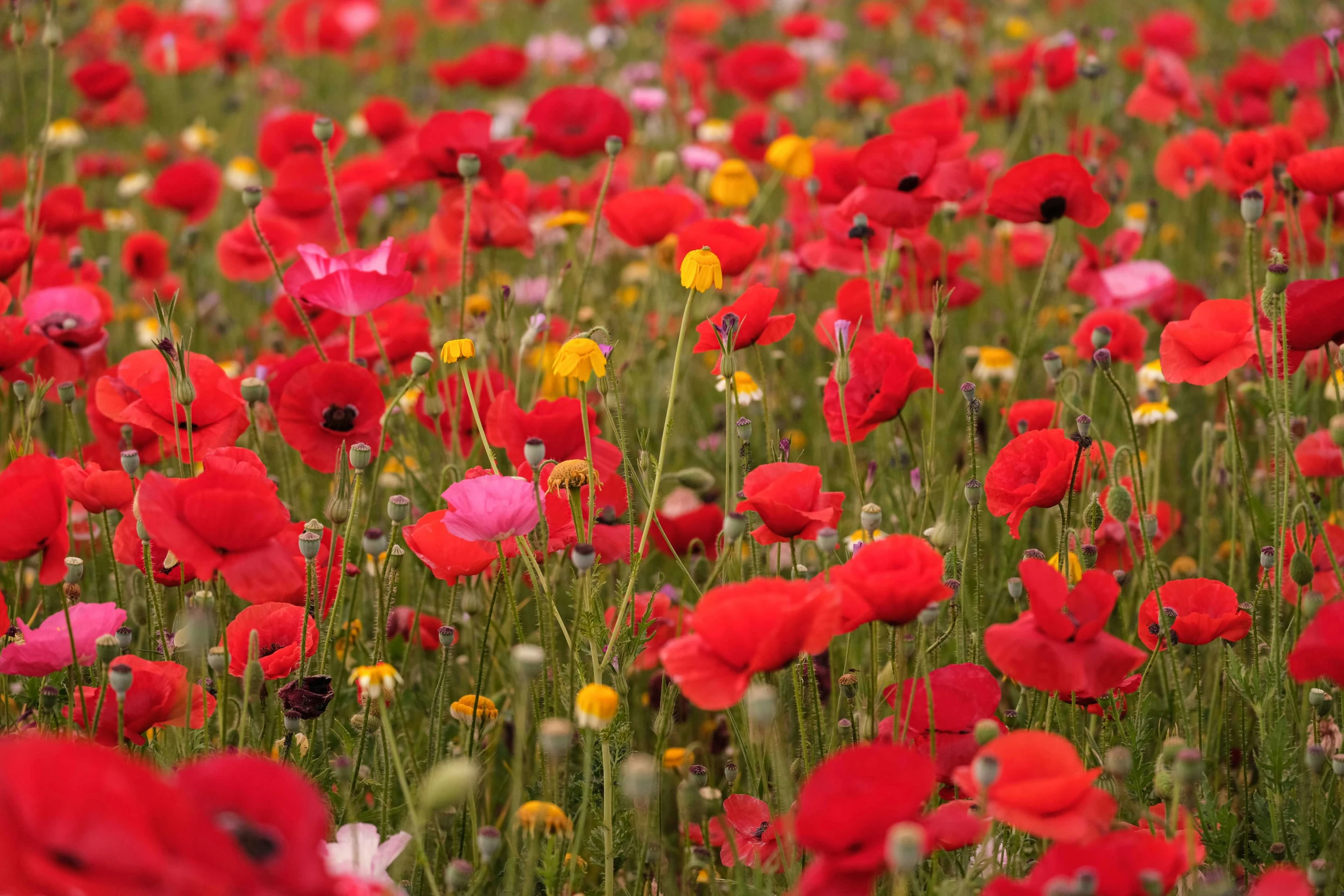 field with large, red, yellow and purple flowers