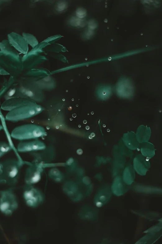 drops of water on the top of a plant