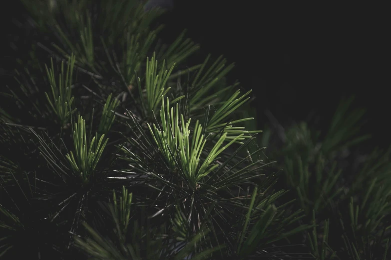 a close up view of a pine tree