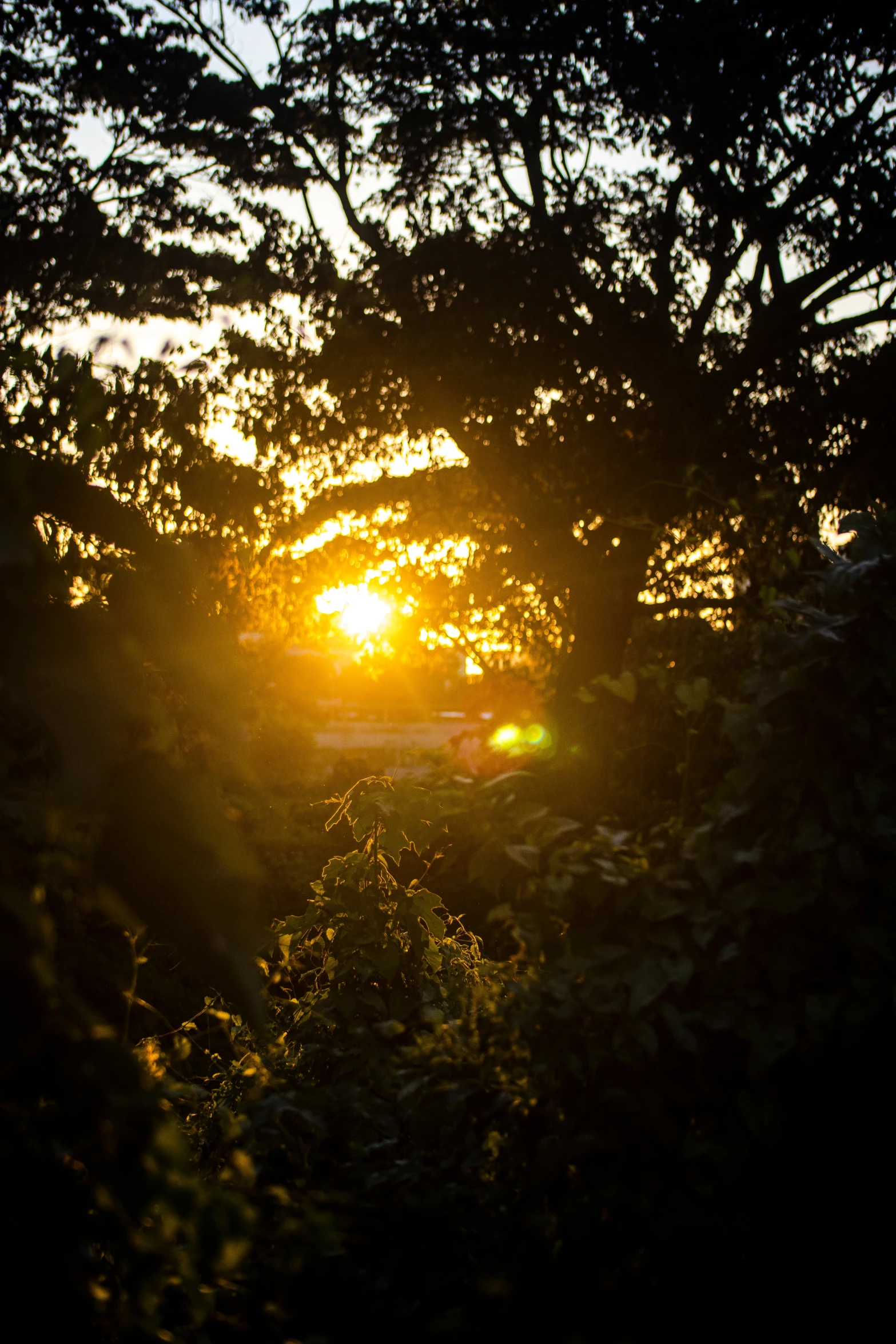 the sun rises above some trees and a forest