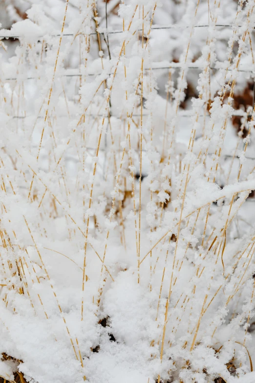 the snow on the plants has been drooping down