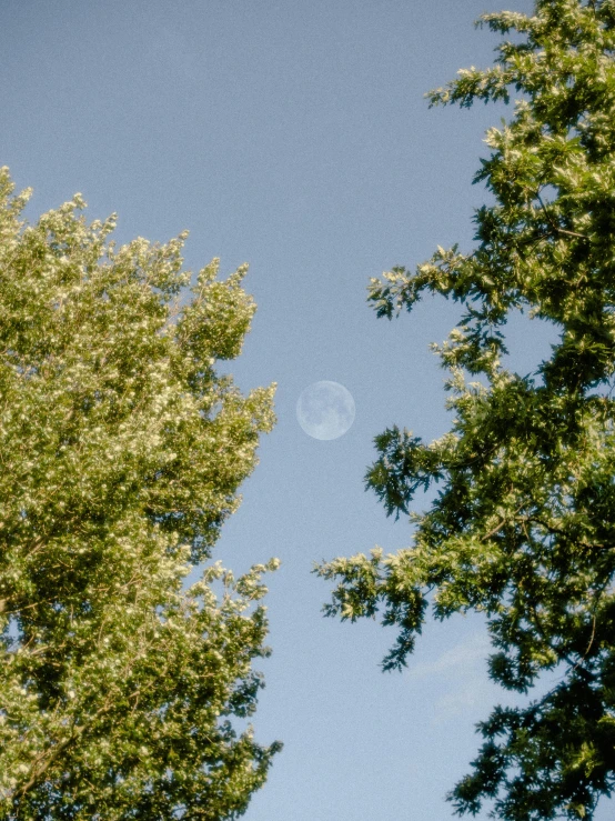 a very beautiful view of a very big tree and a half moon