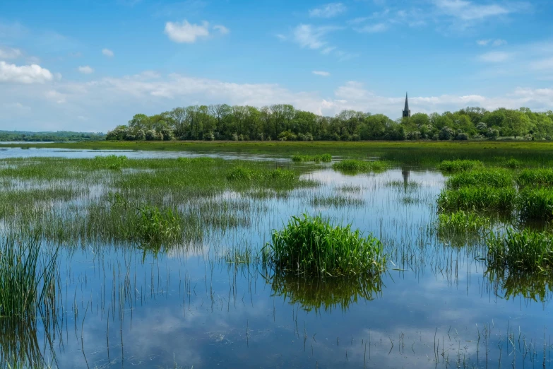 there is a small island of green plants surrounded by water