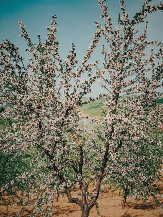 a blooming apple tree on an arid, bare - ground farm