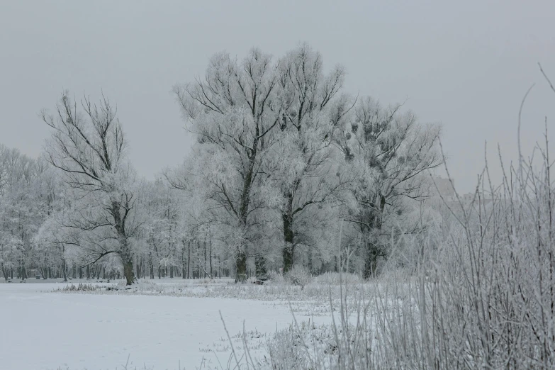 trees standing in a snowy field near a forest