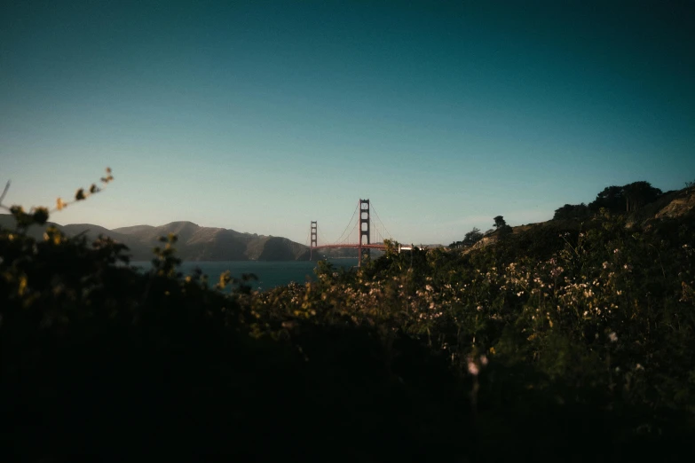 the golden gate bridge rises above trees, near the water