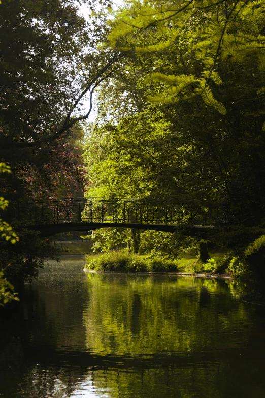 the water is calm and green as it is surrounded by trees