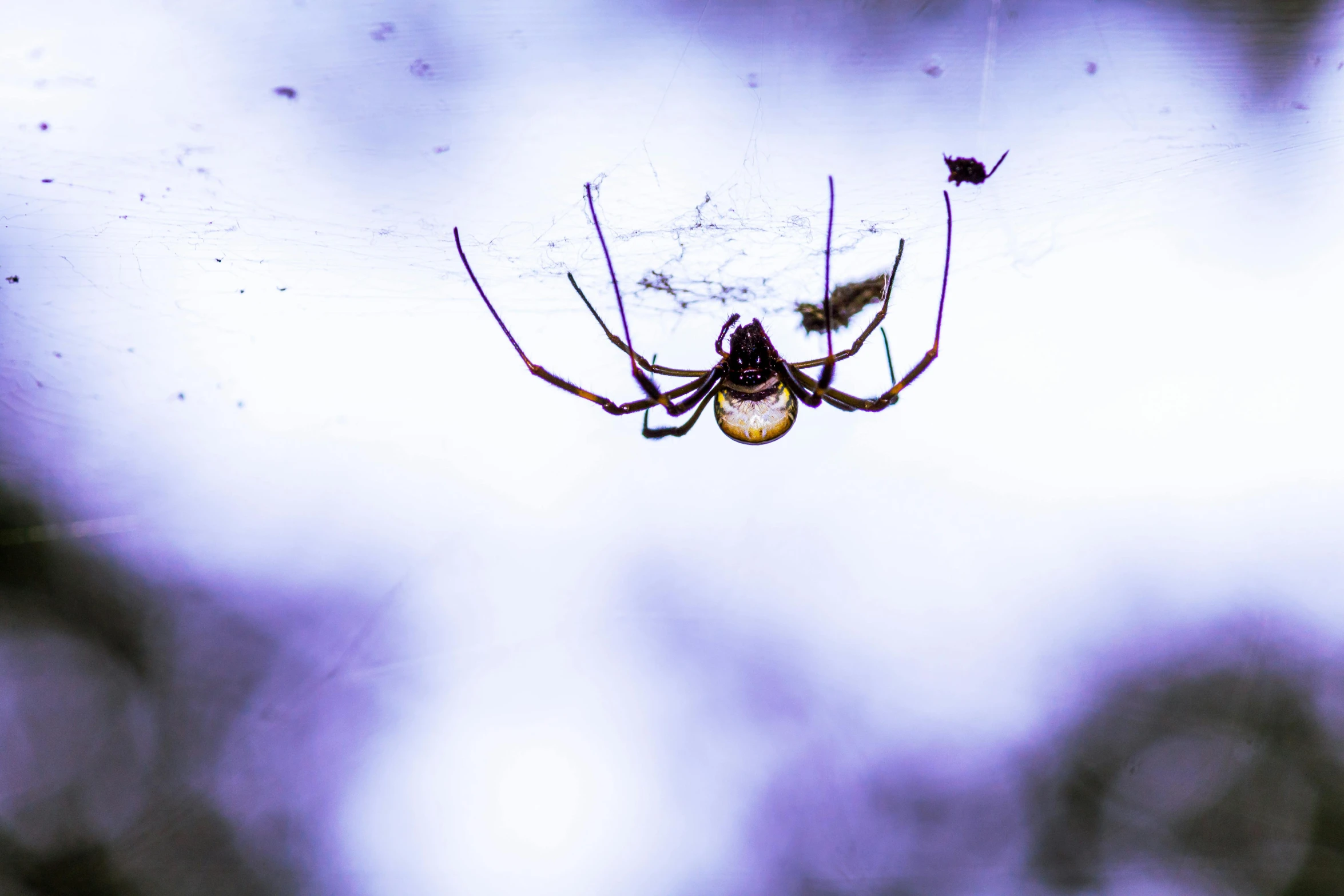 a yellow orb - web spider with some yellow antennae