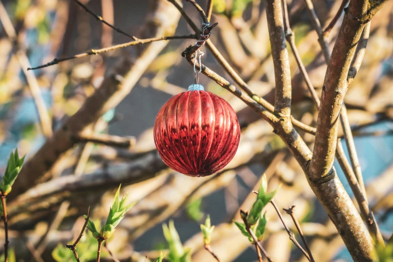 a red ball that is hanging from a tree