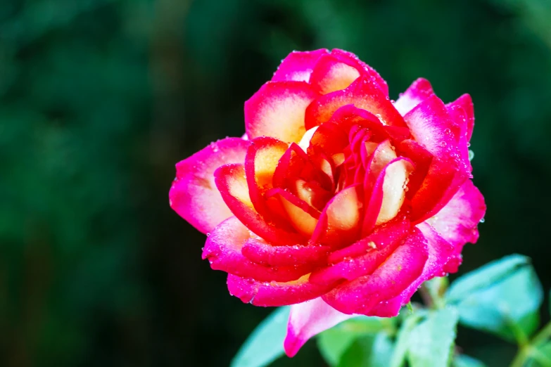 a single red and yellow flower in front of green leaves