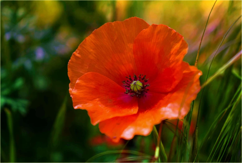 the poppy is full of beautiful flowers, which include grasses and a bee