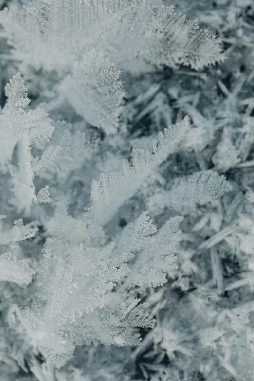 frost covered nches with a black background