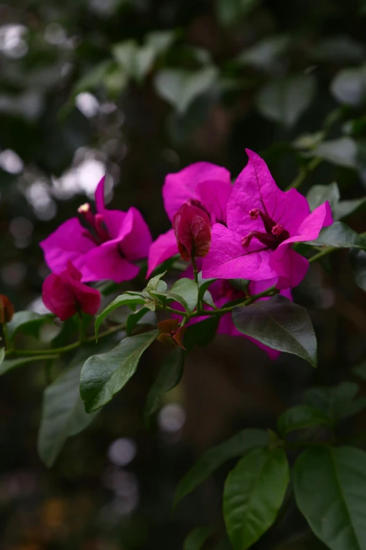 some pink flowers are blooming in the tree