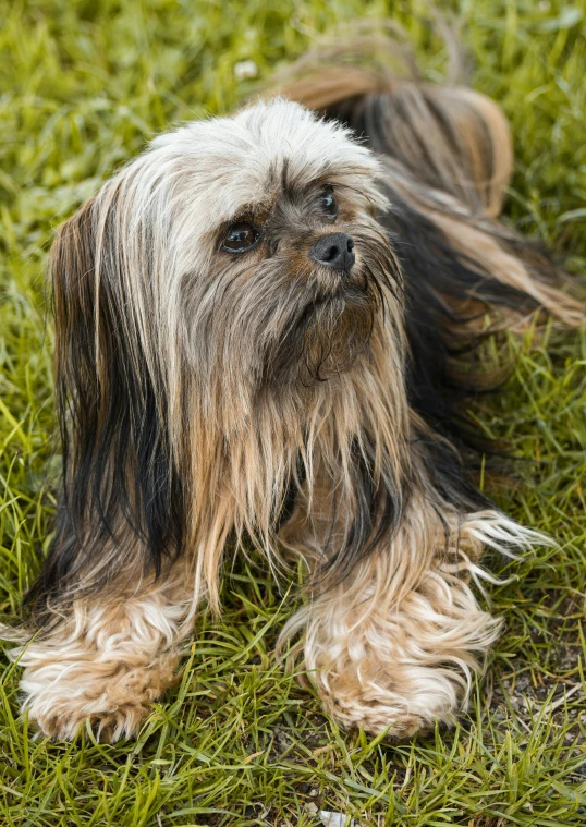 a small, gy, black and gray dog laying in the grass
