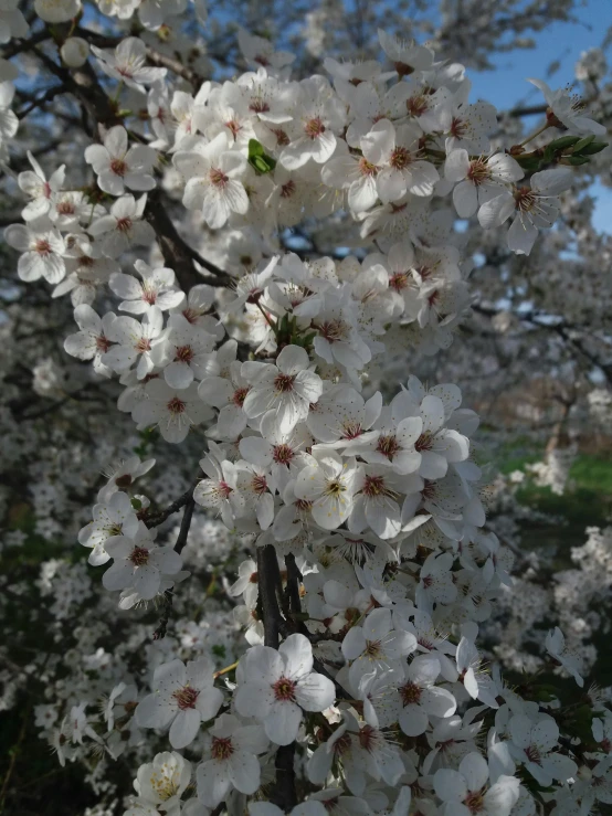 blossoms of a cherry blossom tree