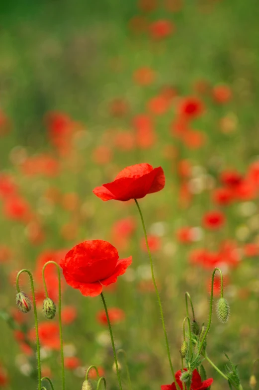 there are some red flowers in a field