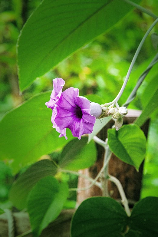 a flower blooming on a tree nch surrounded by foliage