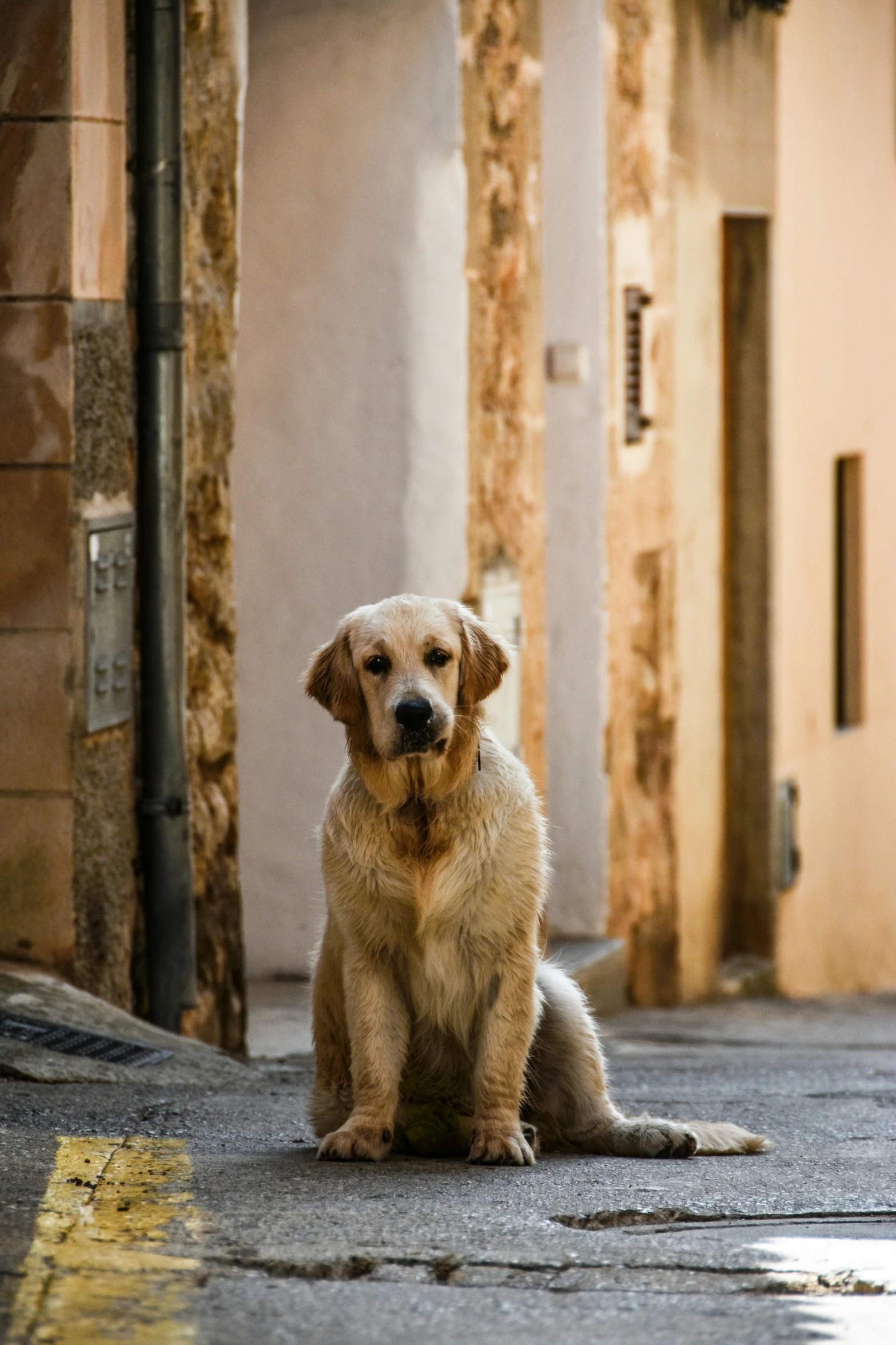 a dog sits in an alley by a building