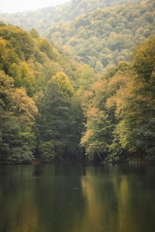 the trees on the hill are changing color