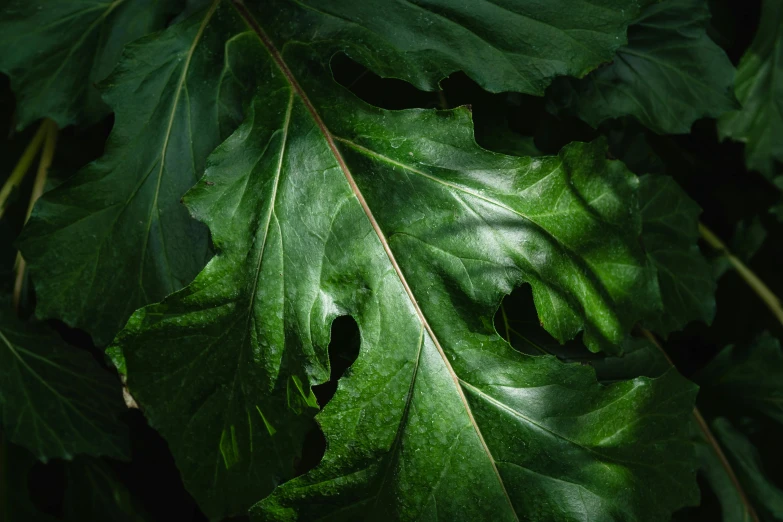 closeup of a leaf laying on the ground