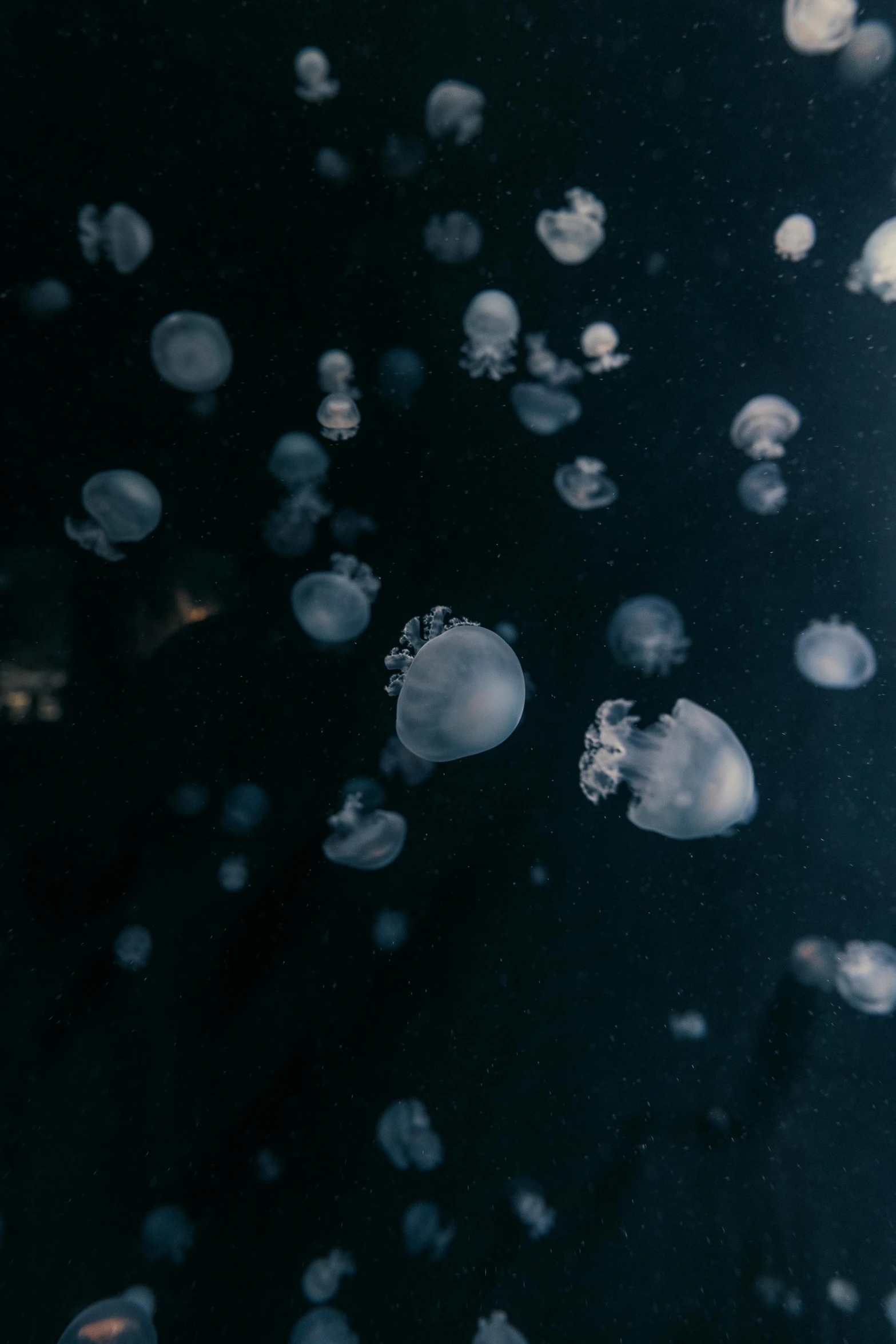 close up of a group of jelly fish in the ocean