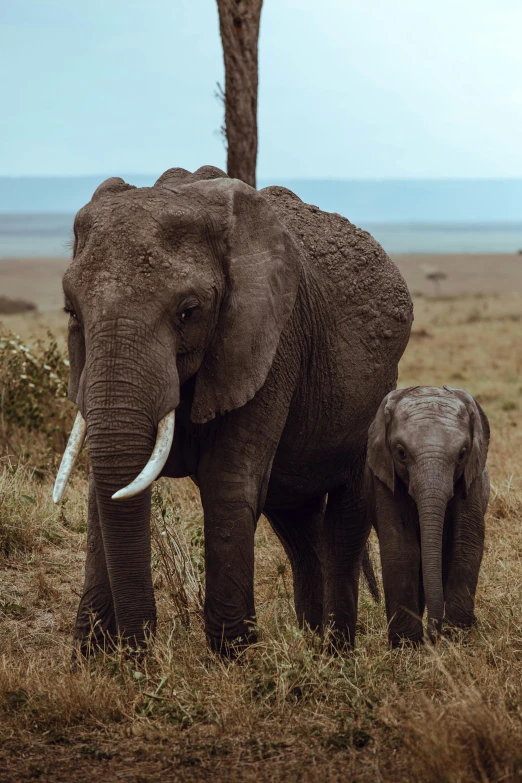 a large elephant with a baby in the grass