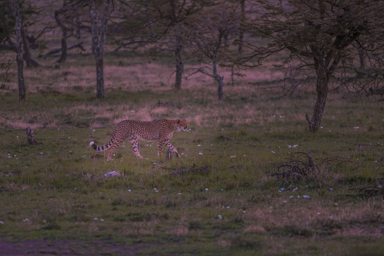 a cheetah runs through the grass towards the woods