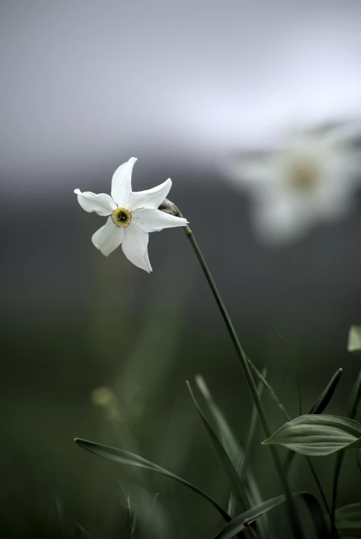 a single white flower is in the tall grass