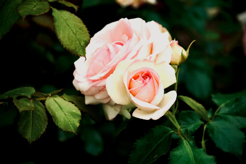 an image of a peach rose with many leaves