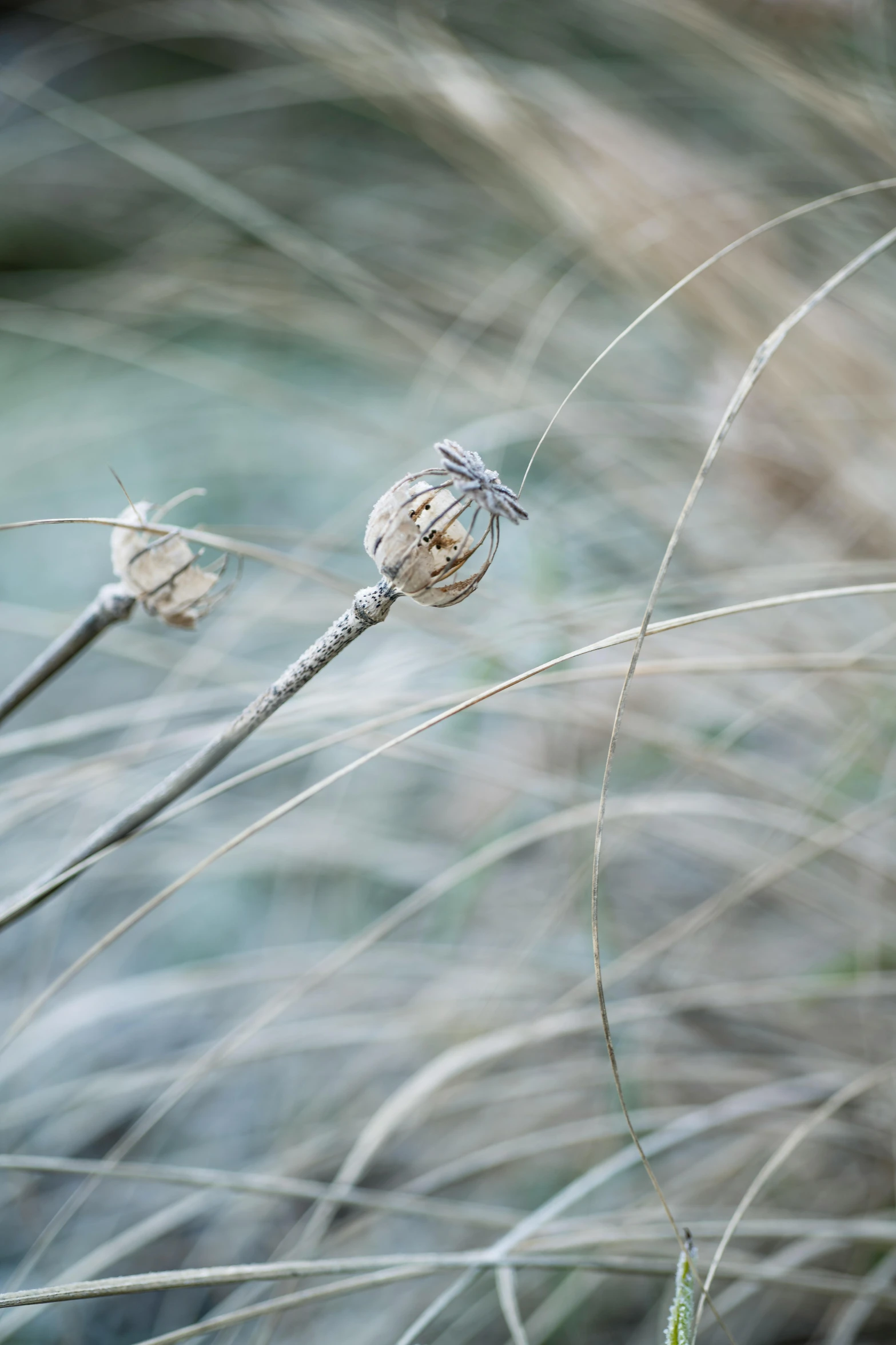 some grass and a flower with a white freckle