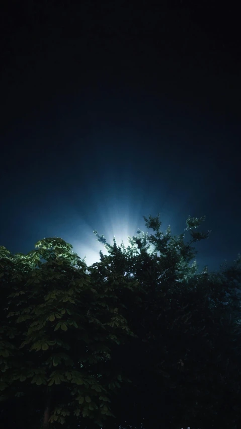 some trees and grass at night with the light coming through