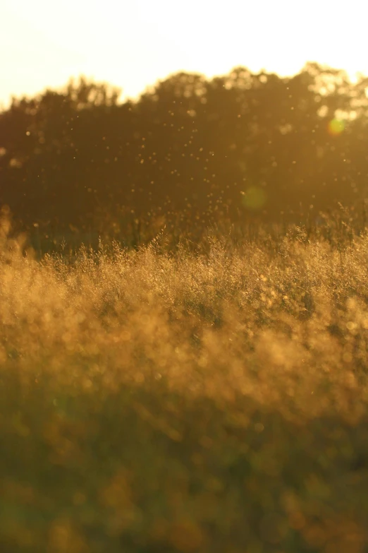 an image of a cow standing in a field