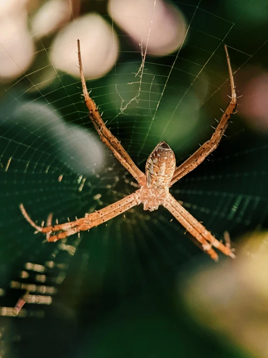 a spider is on its web outside in the sun