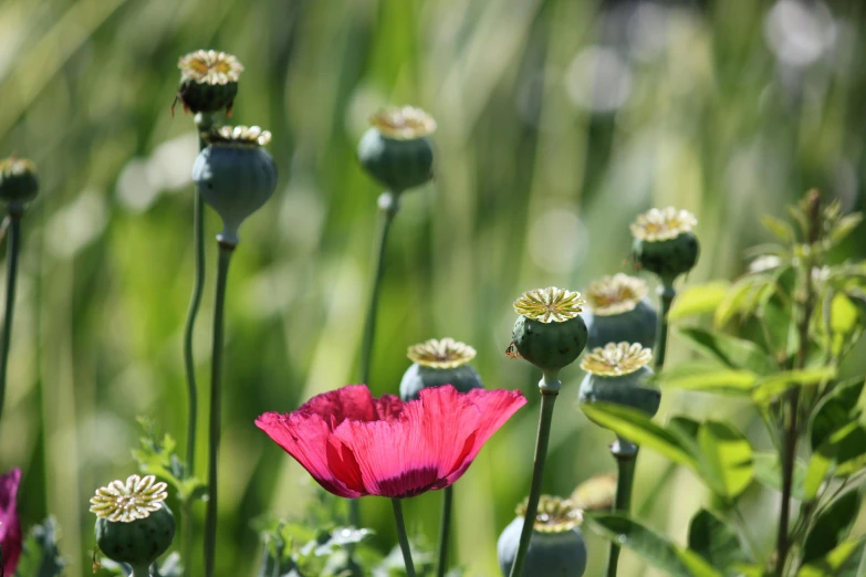 a bunch of flowers that are in the grass