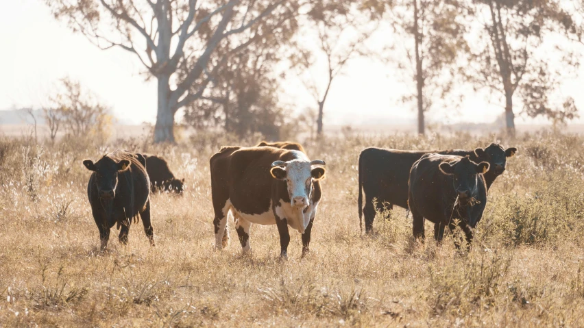 a herd of cattle in a dry grass field