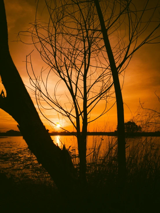 two bare trees at sunset next to the water