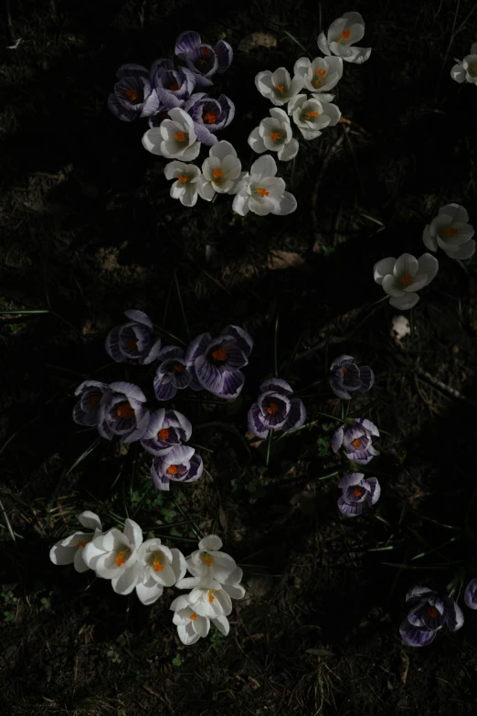 a bunch of pretty flowers on the ground