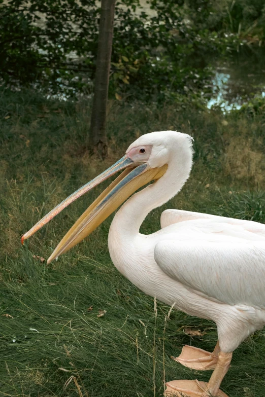 a white bird with a long beak