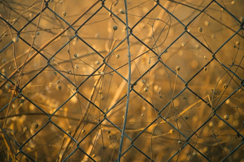 water drops on the nches of plants in the golden light