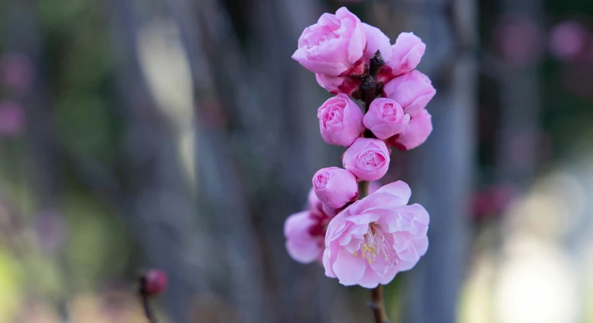 the small flowers of a flowering plant are still blooming