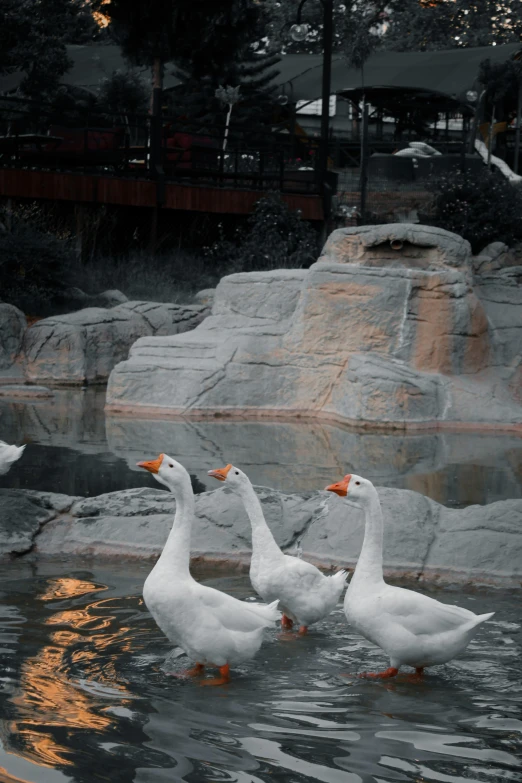 three white geese standing on top of a body of water